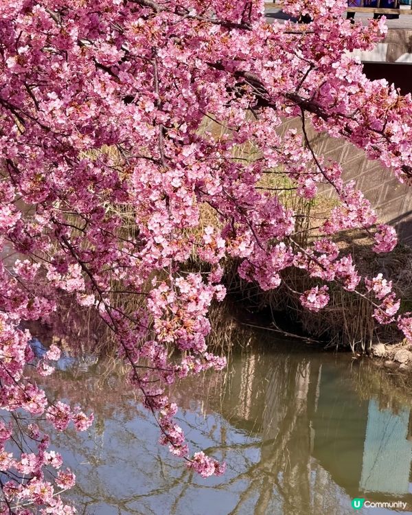 東京賞櫻之旅🌸：粉紅色嘅浪漫邂逅