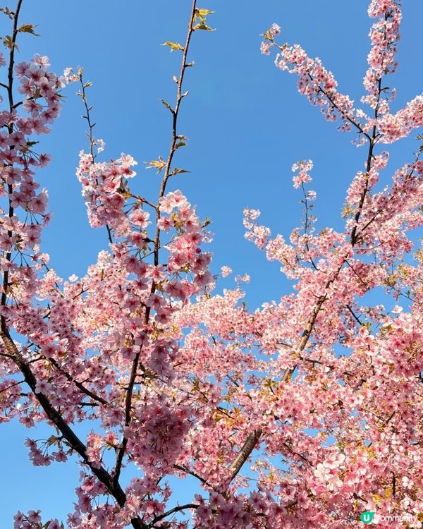 東京賞櫻之旅🌸：粉紅色嘅浪漫邂逅