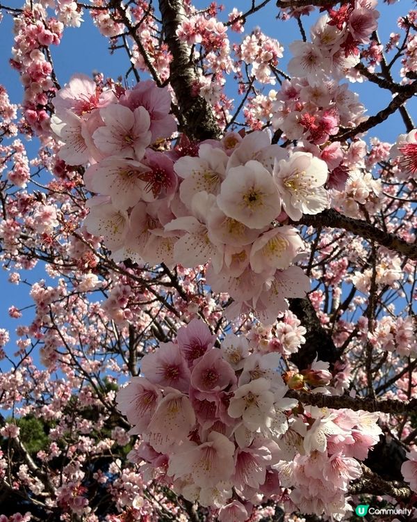 東京賞櫻之旅🌸：粉紅色嘅浪漫邂逅