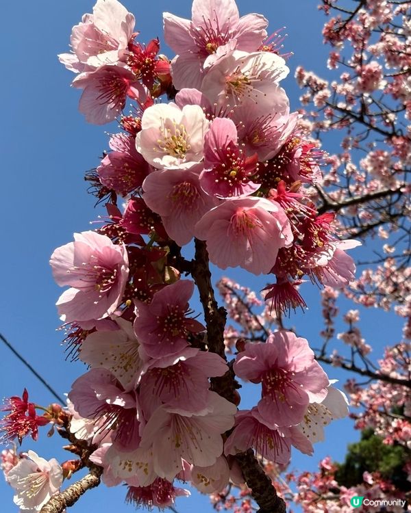 東京賞櫻之旅🌸：粉紅色嘅浪漫邂逅