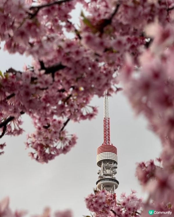 東京賞櫻之旅🌸：粉紅色嘅浪漫邂逅