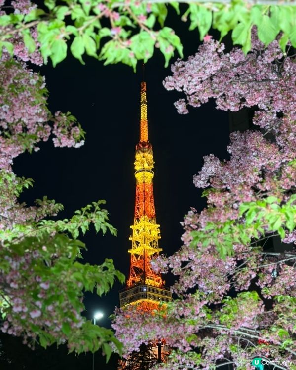 東京賞櫻之旅🌸：粉紅色嘅浪漫邂逅