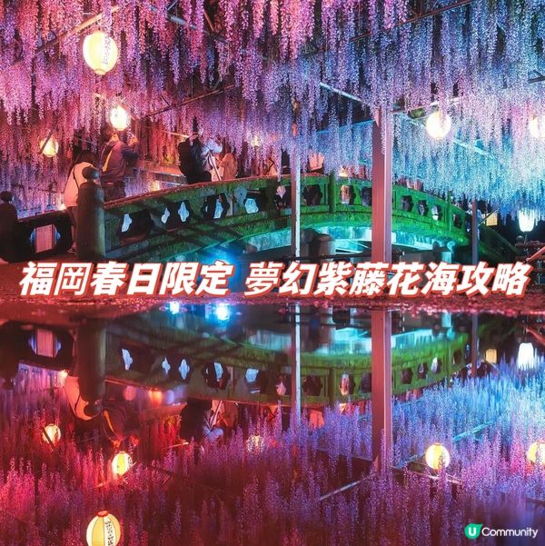 福岡春日限定- 紫藤花海詳盡攻略 一定要收藏