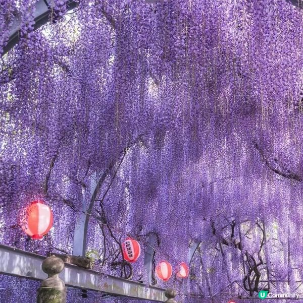 福岡春日限定- 紫藤花海詳盡攻略 一定要收藏