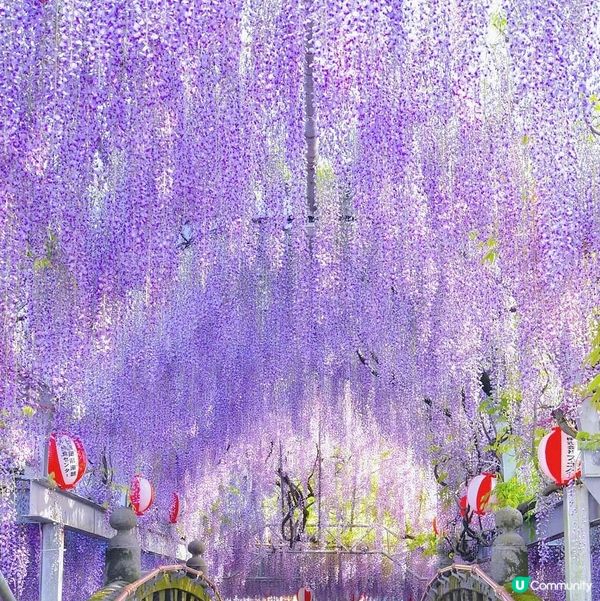 福岡春日限定- 紫藤花海詳盡攻略 一定要收藏