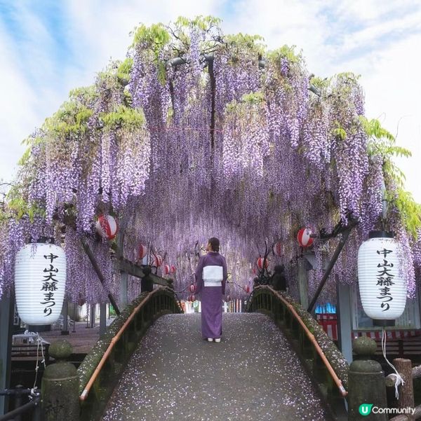 福岡春日限定- 紫藤花海詳盡攻略 一定要收藏