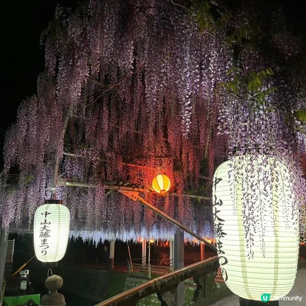 福岡春日限定- 紫藤花海詳盡攻略 一定要收藏