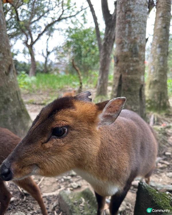 台灣動物園