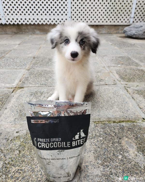 澳洲凍乾食品限定優惠