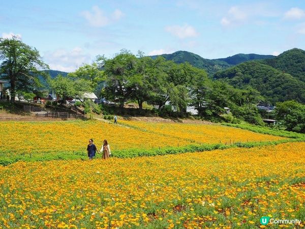 東京近郊🌿1小時車程左右🚗長瀞黃色罌粟花花海🌼