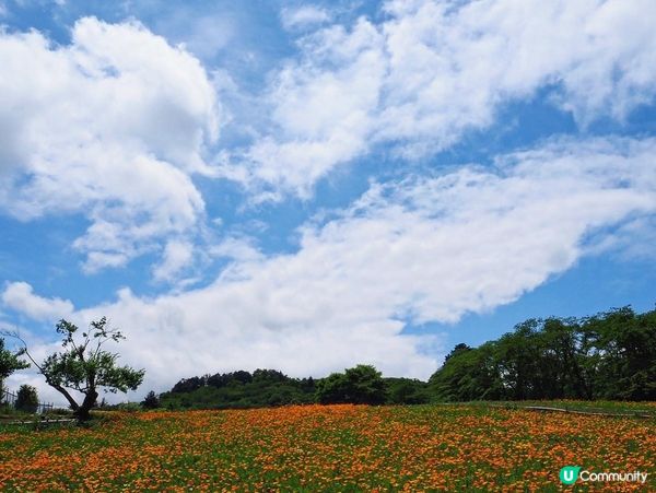 東京近郊🌿1小時車程左右🚗長瀞黃色罌粟花花海🌼