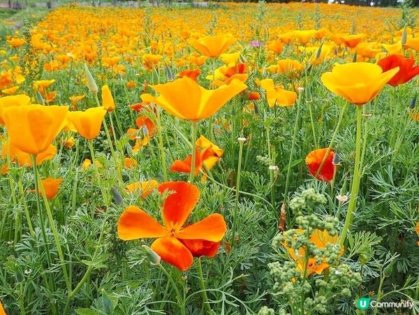東京近郊🌿1小時車程左右🚗長瀞黃色罌粟花花海🌼