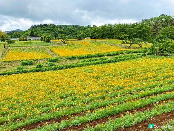 東京近郊🌿1小時車程左右🚗長瀞黃色罌粟花花海🌼