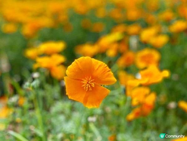 東京近郊🌿1小時車程左右🚗長瀞黃色罌粟花花海🌼