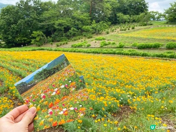 東京近郊🌿1小時車程左右🚗長瀞黃色罌粟花花海🌼