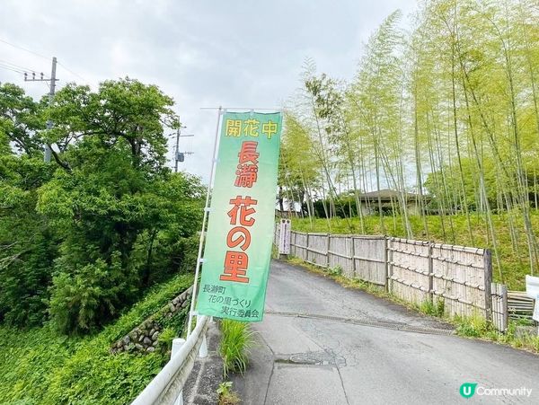 東京近郊🌿1小時車程左右🚗長瀞黃色罌粟花花海🌼