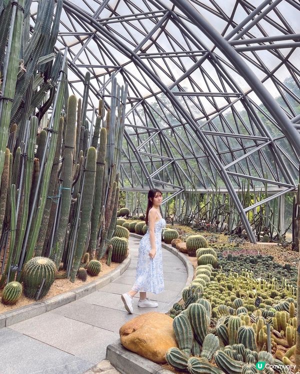 💚深圳仙湖植物園打卡攻略🌟