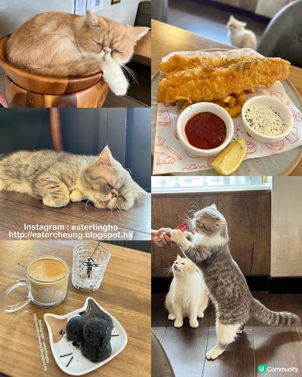 有貓店長駐場 🐱 三層高渡假風海景cafe