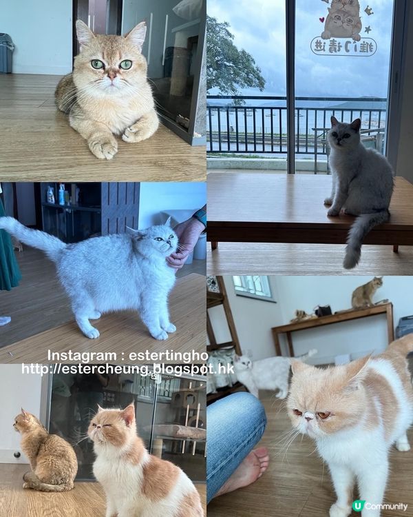 有貓店長駐場 🐱 三層高渡假風海景cafe