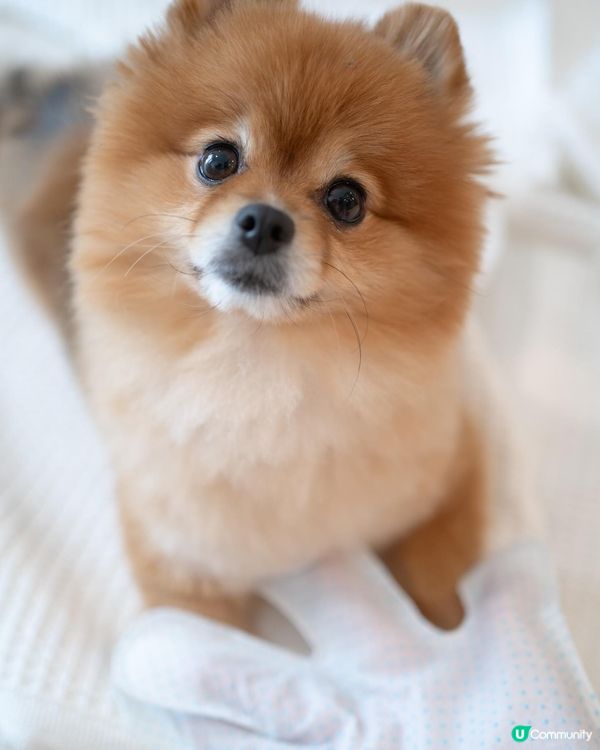 免沖水｜除臭滅菌好幫手｜去完街抹身要靠佢