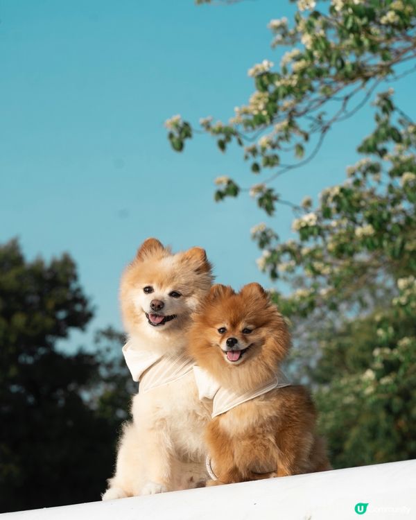 將軍澳南秘境｜魚木花打卡靚位🌸