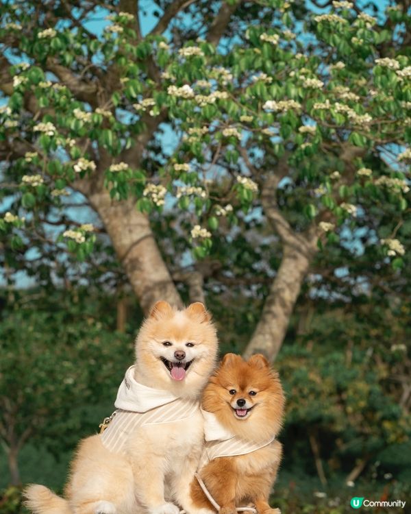 將軍澳南秘境｜魚木花打卡靚位🌸