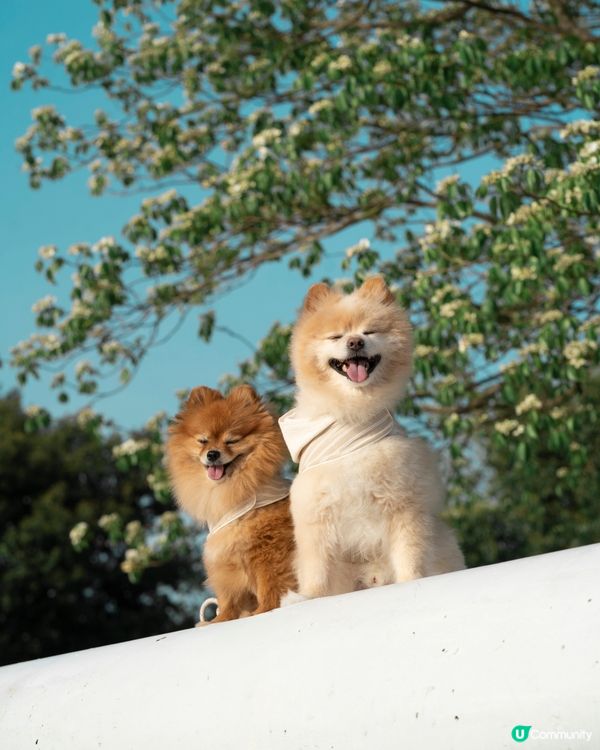 將軍澳南秘境｜魚木花打卡靚位🌸