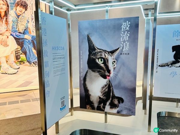小米同 #香港拯救貓狗協會（@HKSCDA） 一齊夾手喺 K...