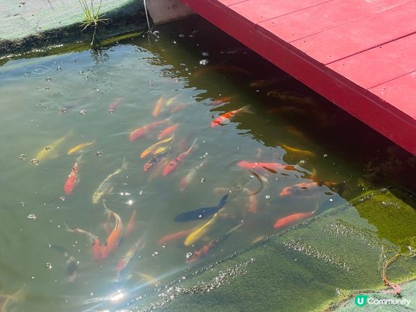 曼谷揸車2小時到巴真府嘅打卡餐廳