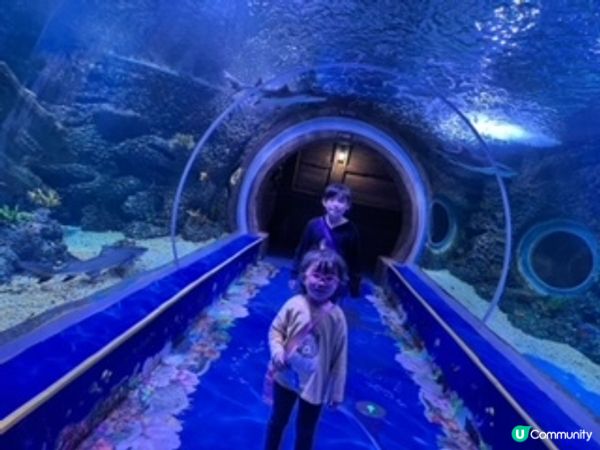 深圳超大型水族館，美人魚劇場