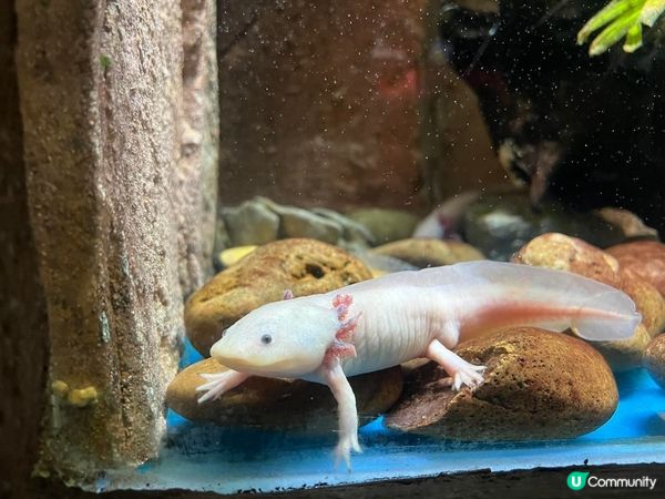 深圳超大型水族館，美人魚劇場