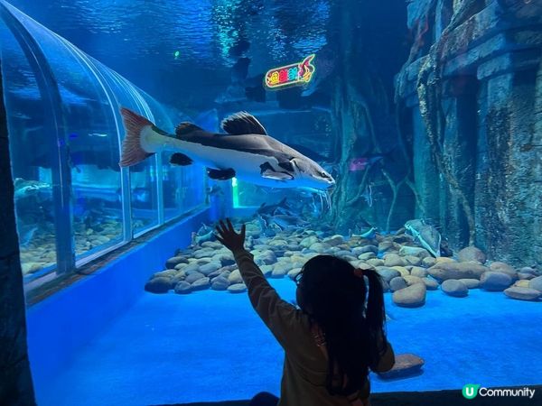 深圳超大型水族館，美人魚劇場