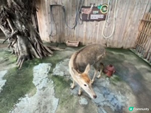 深圳超大型水族館，美人魚劇場