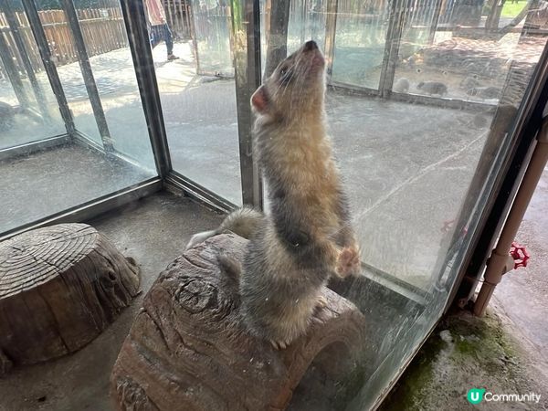 深圳超大型水族館，美人魚劇場