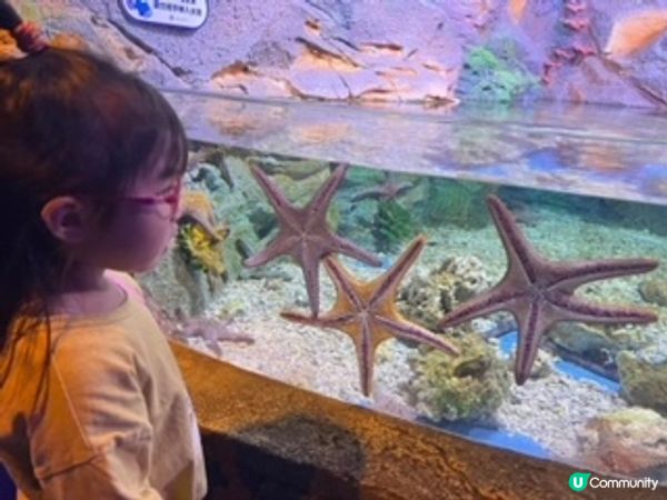 深圳超大型水族館，美人魚劇場