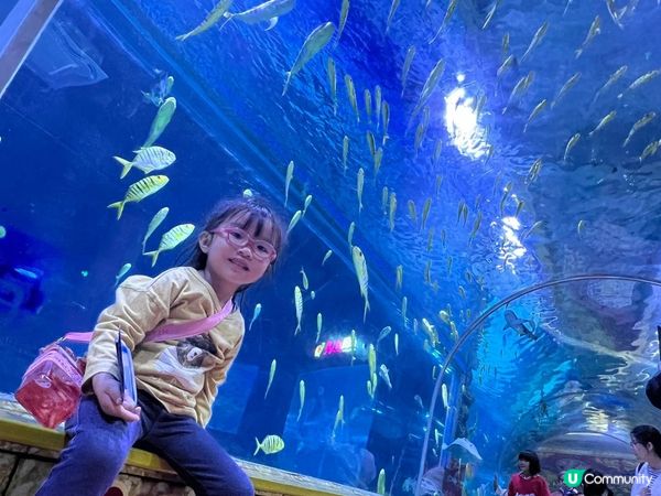 深圳超大型水族館，美人魚劇場