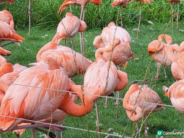 德國科隆動物園 Part I