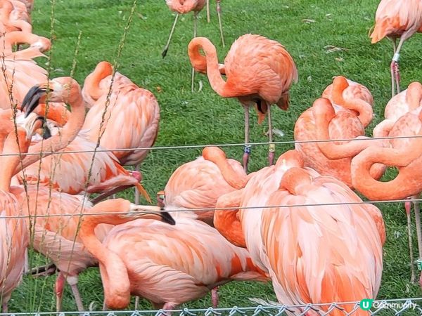 德國科隆動物園 Part I