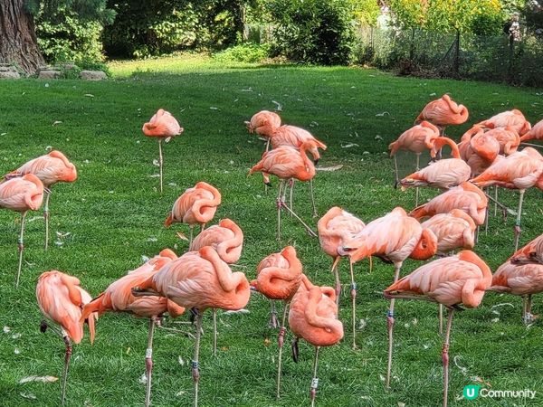 德國科隆動物園 Part I