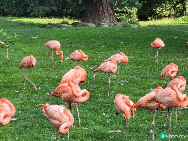 德國科隆動物園 Part I