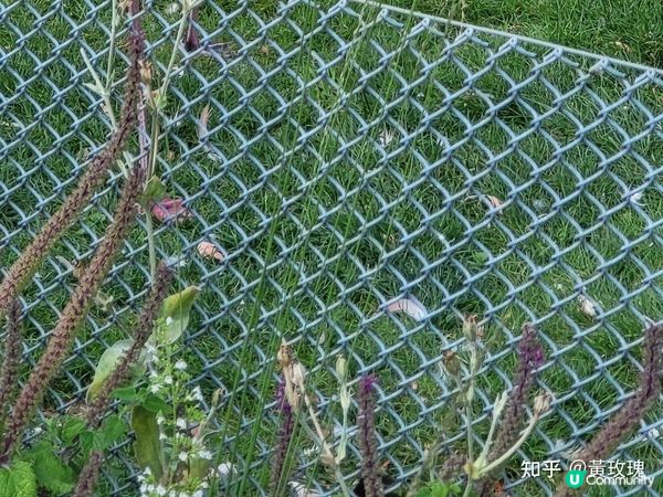 德國科隆動物園 Part I