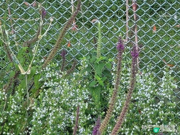 德國科隆動物園 Part I