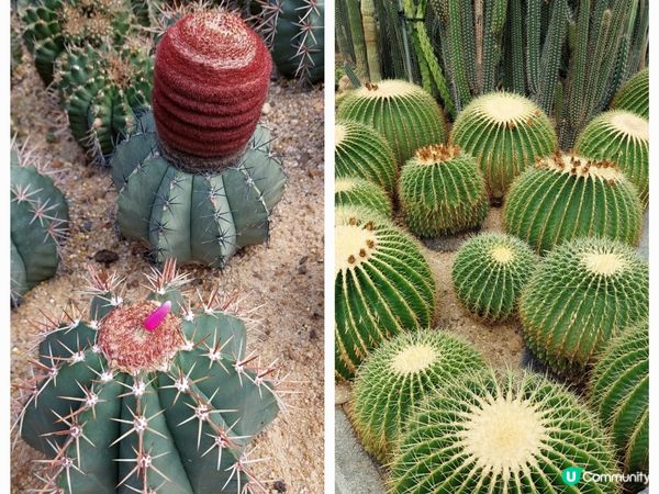深圳仙湖植物園