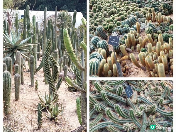 深圳仙湖植物園