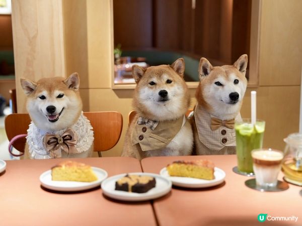 / 帶毛孩食木系小清新cafe \