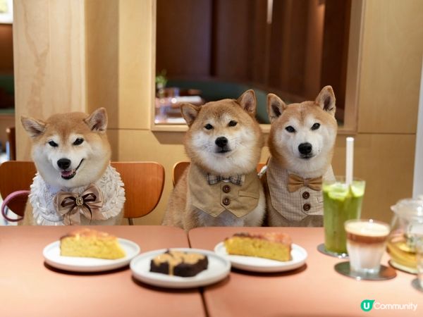 / 帶毛孩食木系小清新cafe \