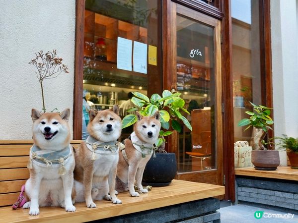 / 帶毛孩食木系小清新cafe \