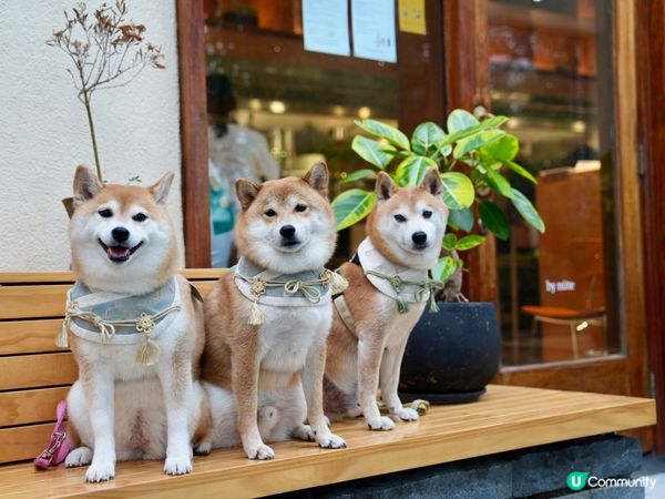 / 帶毛孩食木系小清新cafe \