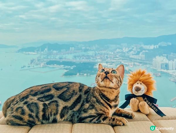 大家好，我叫Pusheen🐆 我係一隻6個月大嘅豹貓女😺 我...