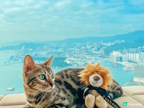 大家好，我叫Pusheen🐆 我係一隻6個月大嘅豹貓女😺 我...